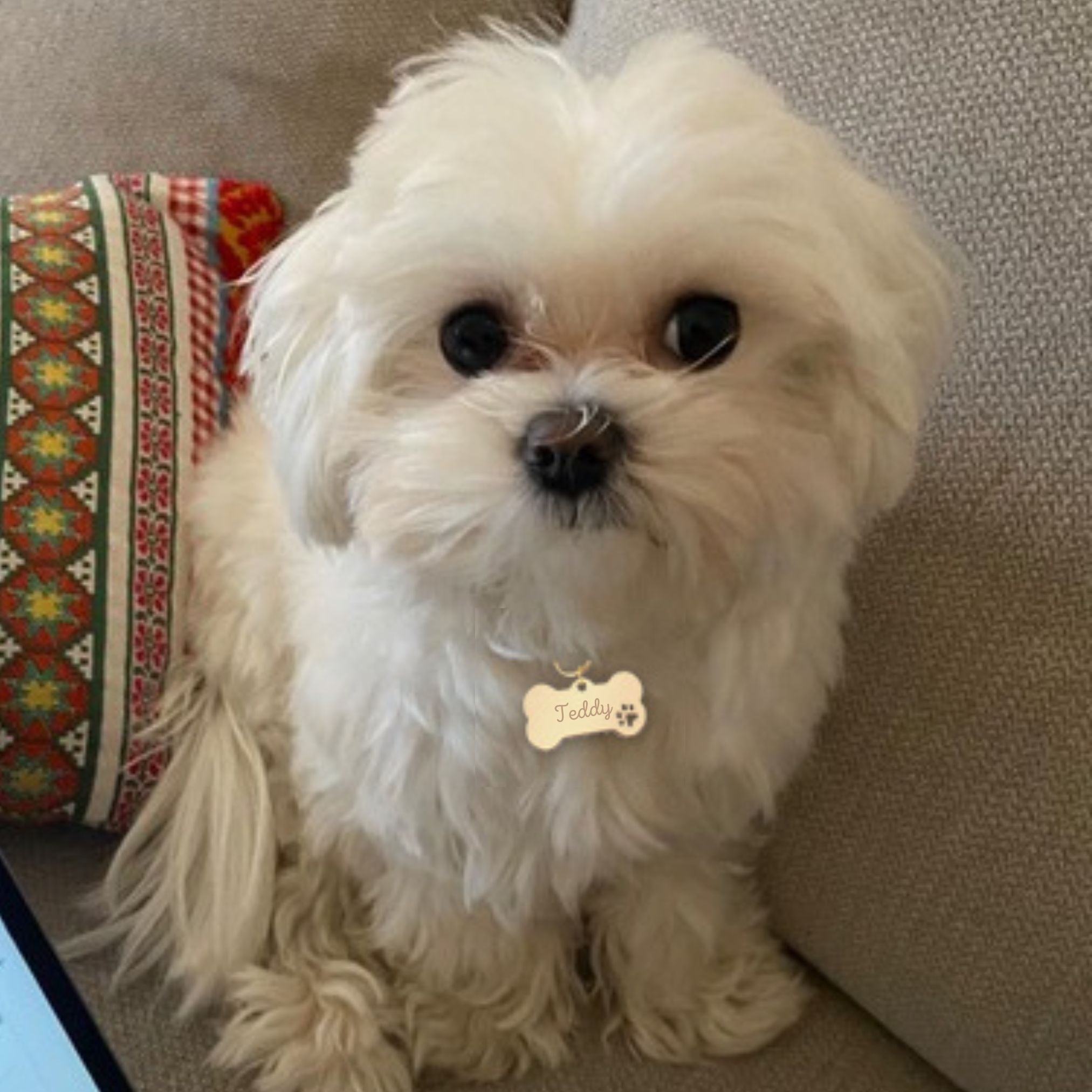 Médaille Chien Gravée - Os - Acier Doré