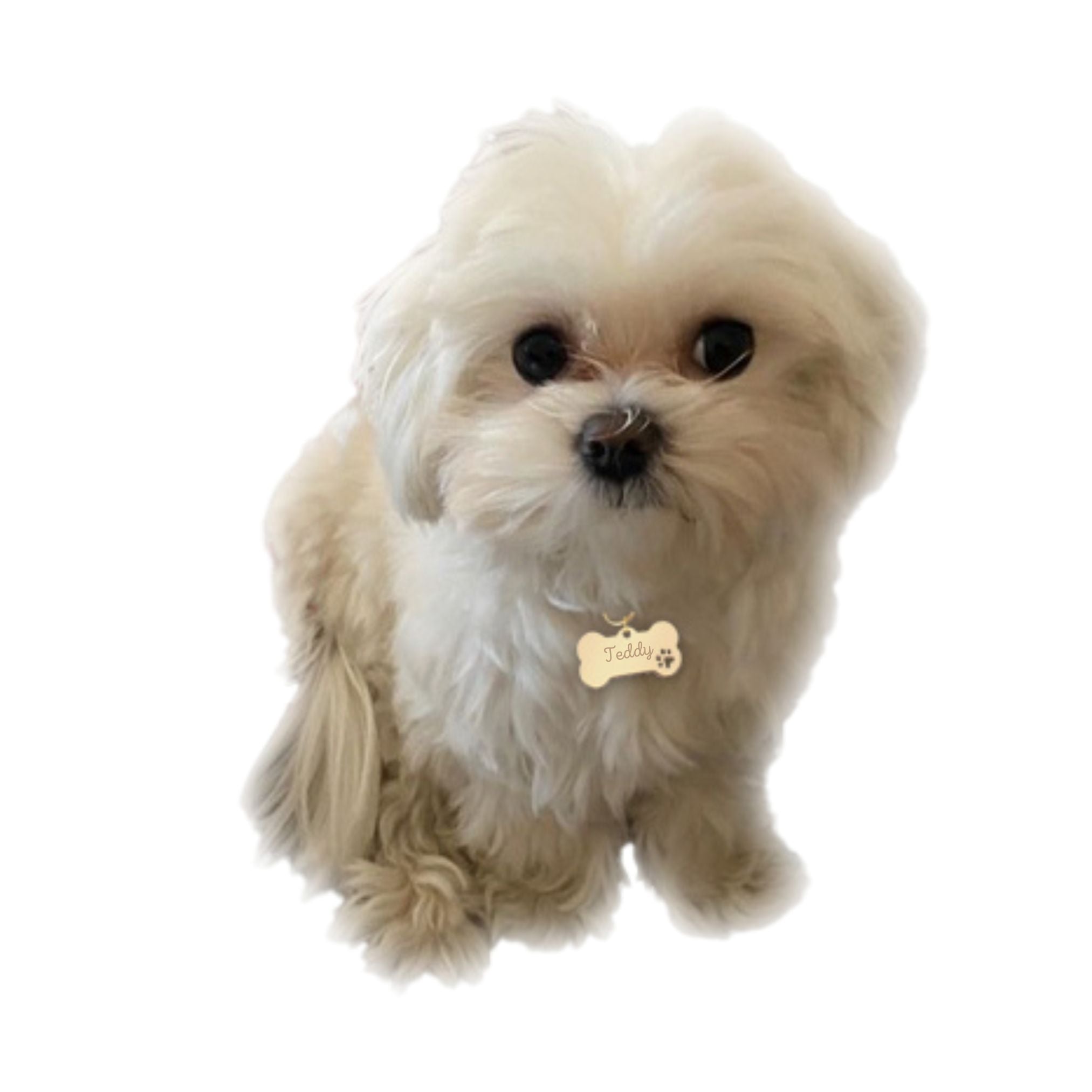 Médaille Chien Gravée - Os - Acier Doré